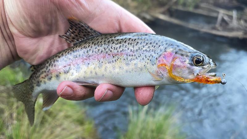 Trelly's Weekly Fishing Report - photo © Trellys