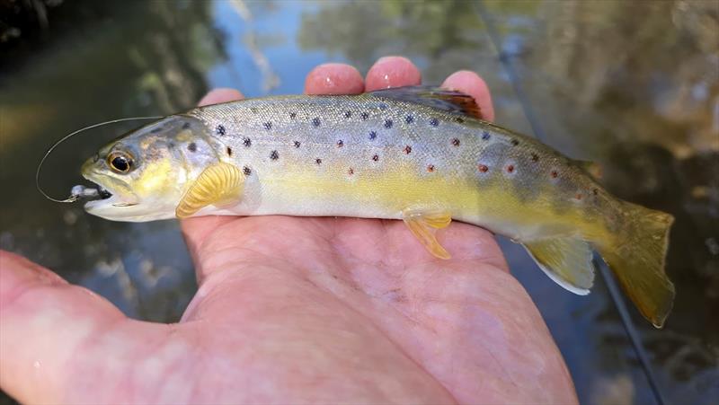 Trelly's Weekly Fishing Report - photo © Trellys