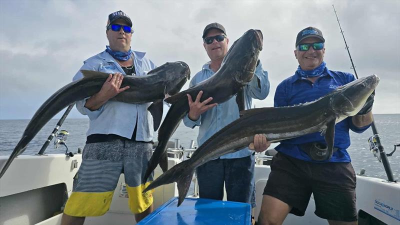 It was cobia, cobia, and more cobia for these punters on their Hot Reels Charter - photo © Fisho's Tackle World Hervey Bay