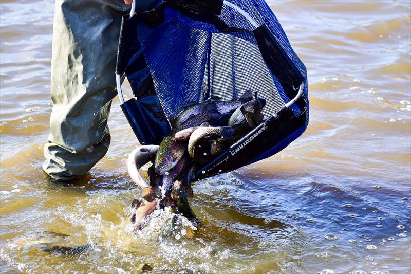 Rainbow Trout - photo © Victoria State Government