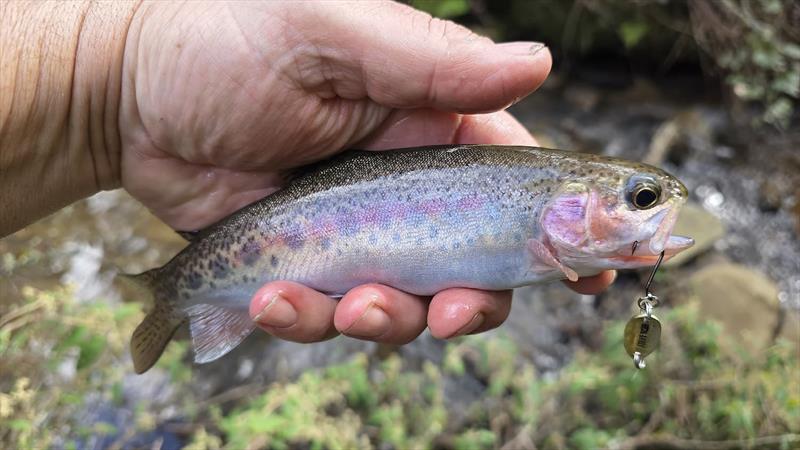 Trelly's Weekly Fishing - photo © Trellys
