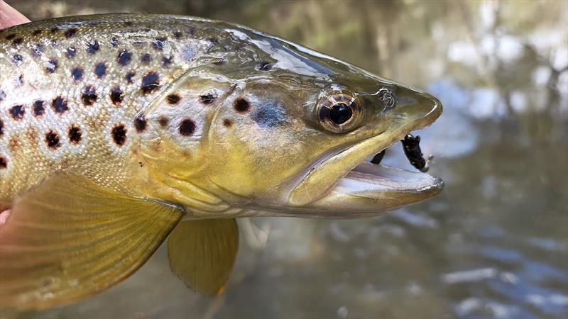 Trelly's Weekly Fishing - photo © Trellys