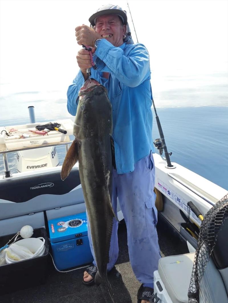Peter Ferris straining to hold his new PB 152cm cobia aloft prior to release. A tough fish caught on a tough reel - being his Daiwa Free Swimmer 10000 - photo © Fisho's Tackle World Hervey Bay