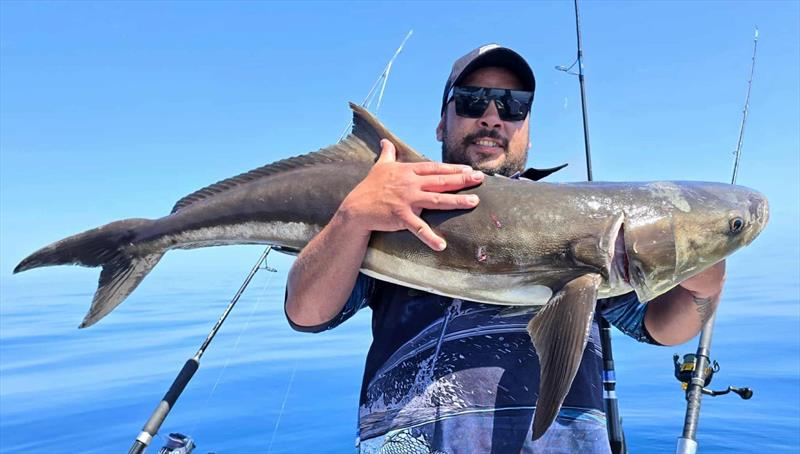 Cobia are quite prolific in the northern bay. Fish of all sizes are taking live baits and various lures regularly - photo © Fisho's Tackle World Hervey Bay