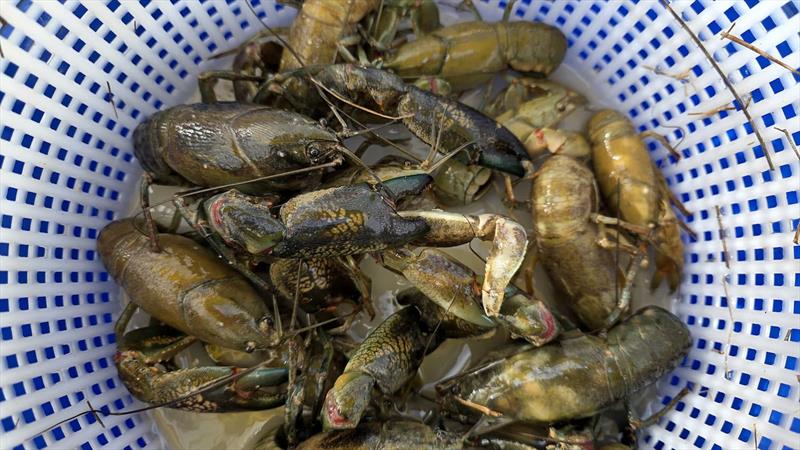 Yabbies - photo © Trellys