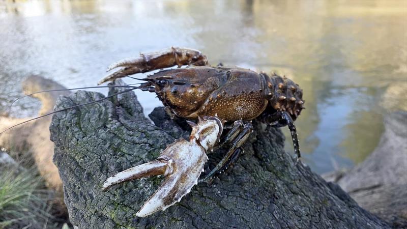 Yabbies - photo © Trellys