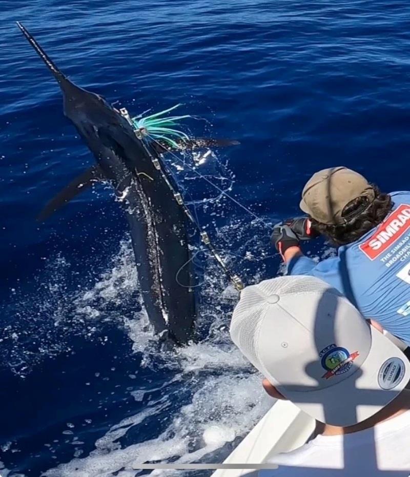 This will be a common scene offshore in coming weeks as the heavy tackle game fishing fleet gets stuck into the billfish - photo © Fisho's Tackle World Hervey Bay