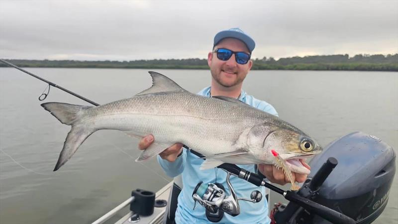 Jacko put the Zman Prawnz Elite in front of this blue salmon and the bite was instantaneous - photo © Fisho's Tackle World Hervey Bay