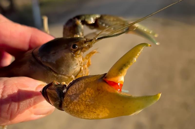 Trelly's Weekly Fishing Report - October 17, 2025 - photo © Trelly's