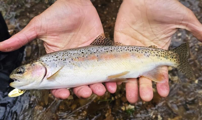 Trelly's Weekly Fishing Report - October 17, 2025 - photo © Trelly's