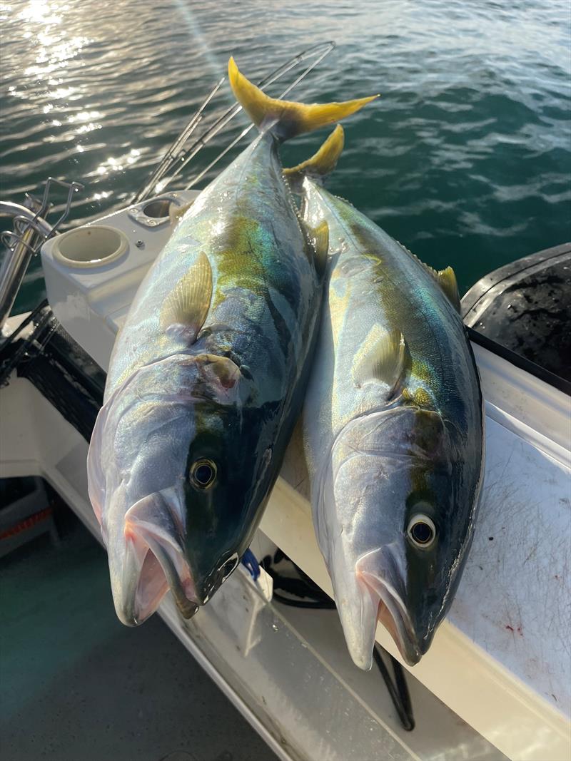 A pair of yellowtail kingfish photo copyright Victorian Fisheries Authority taken at  and featuring the Fishing boat class