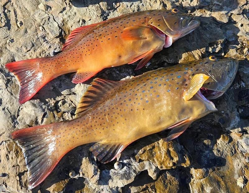 Casting various lures from our rocky foreshores can see you connecting to coral trout right now - photo © Fisho's Tackle World Hervey Bay