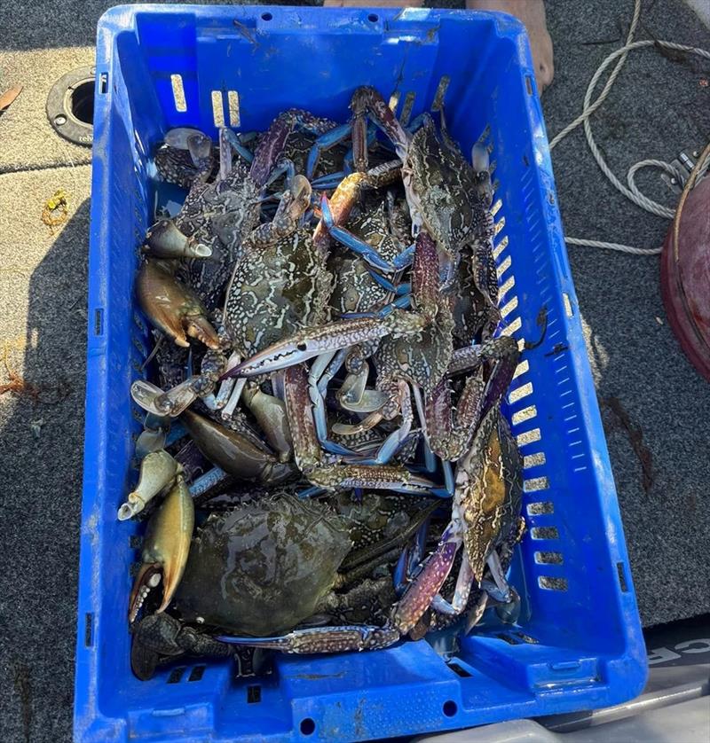 There's a great feed of sand crabs waiting for you out in the bay. Handy, as the muddies get much harder to catch at this time - photo © Fisho's Tackle World Hervey Bay