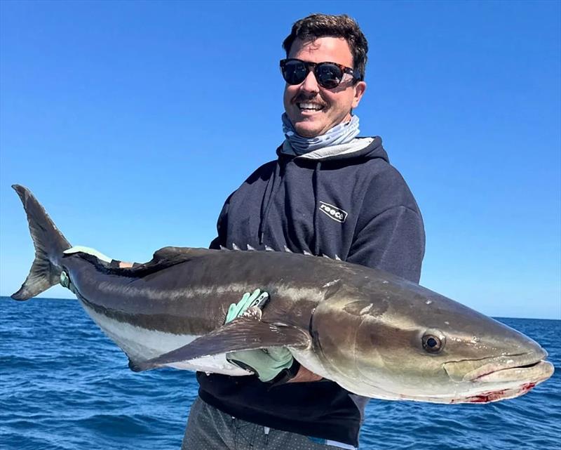 Cobia are still consistent in the northern bay. Expect XOS fish if you can get out there sometime soon - photo © Fisho's Tackle World Hervey Bay