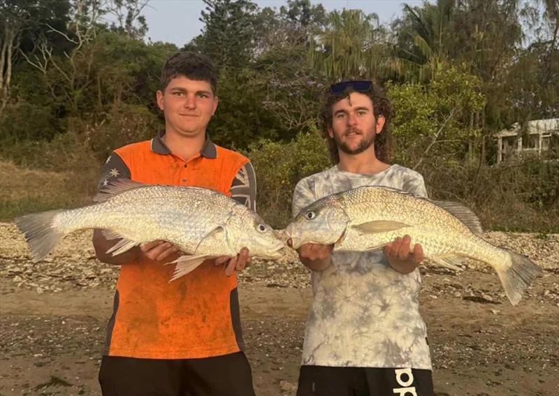How about these whopper grunter from a Hervey Bay foreshore. Both fish bettered the 70cm mark, with the best going 78cm - photo © Fisho's Tackle World Hervey Bay