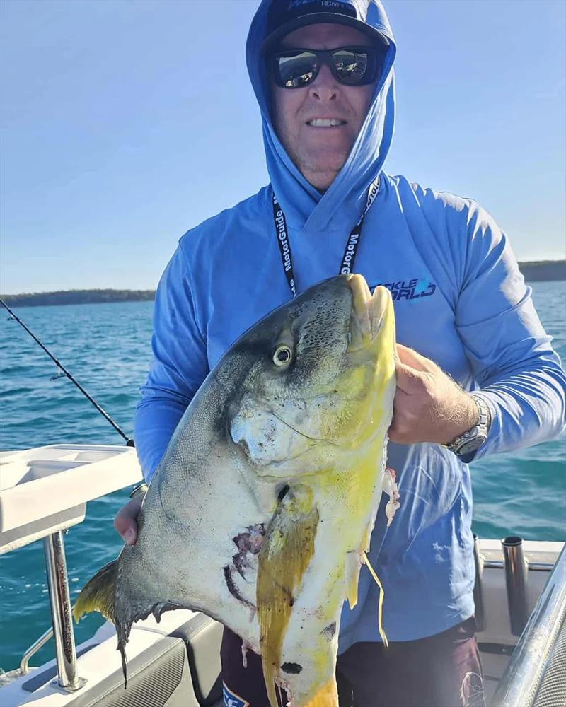 Sharks! It seems the noahs think goldies are better eating than we do - photo © Fisho's Tackle World Hervey Bay