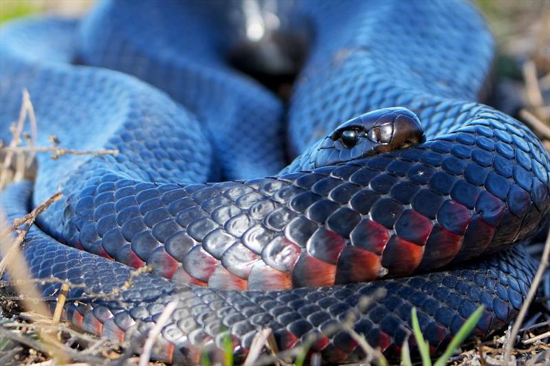 snake photo copyright Trellys taken at  and featuring the Fishing boat class