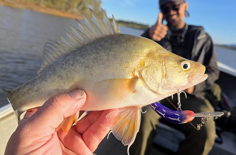 Yellowbelly photo copyright Trellys taken at  and featuring the Fishing boat class