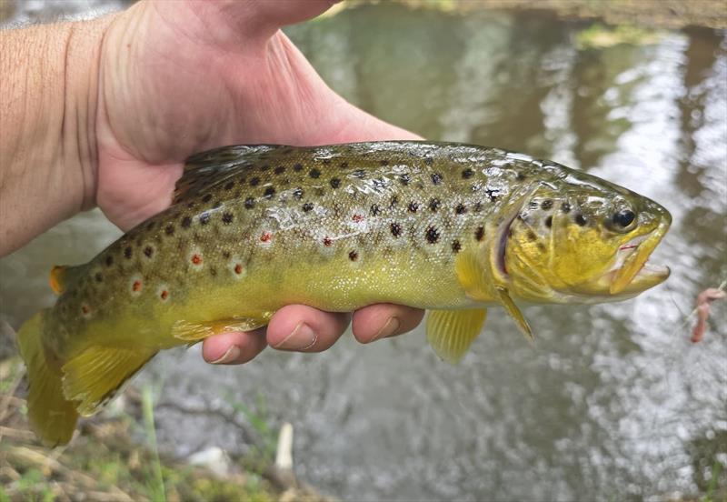 Trout photo copyright Trellys taken at  and featuring the Fishing boat class
