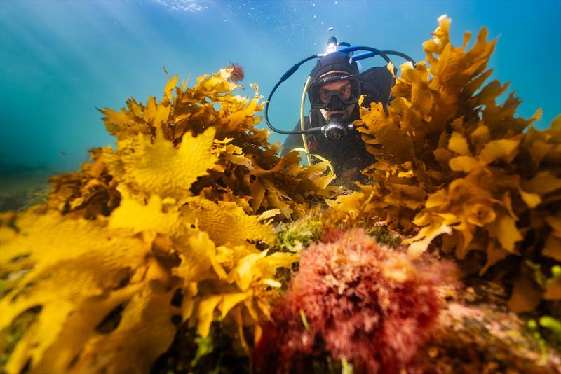 Restored golden kelp in Port Phillip Bay photo copyright Jarrod Boord taken at  and featuring the Fishing boat class