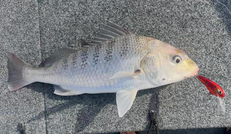Grunter are cool bycatch when trolling for trout at Gatakers. Luke enjoys regular success trolling Grumpy Lures Trout Candies - photo © Fisho's Tackle World Hervey Bay 