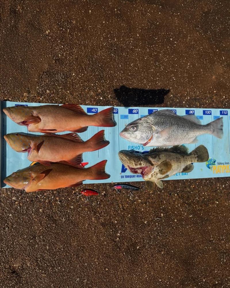 Luke scored a great feed whilst trolling off Gatakers Bay last weekend. The new Pt Vernon artis will be a bonus for trollers and other fishos alike - photo © Fisho's Tackle World Hervey Bay 