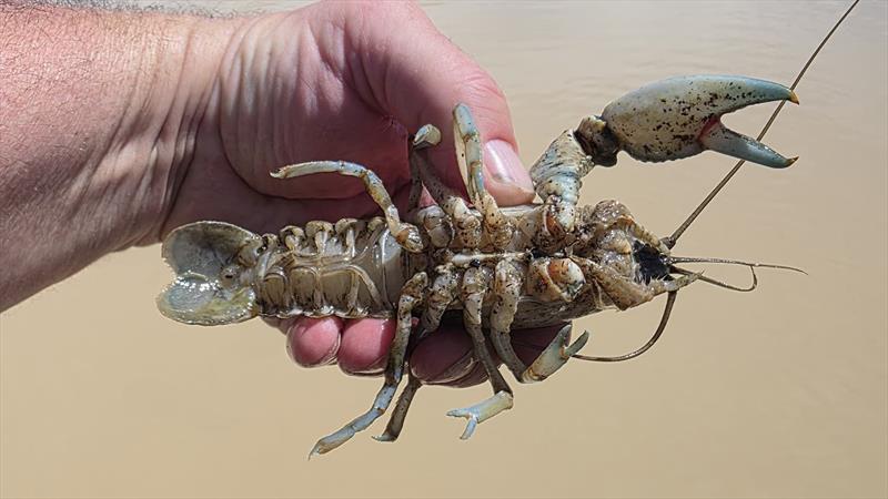 Yabby - photo © Trellys