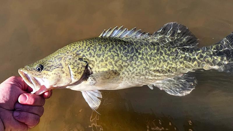 Trelly's Weekly Fishing Report - December 26, 2025 - photo © Trellys