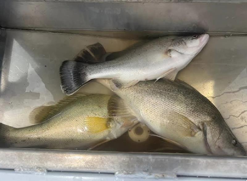 Redfin photo copyright Trellys taken at  and featuring the Fishing boat class