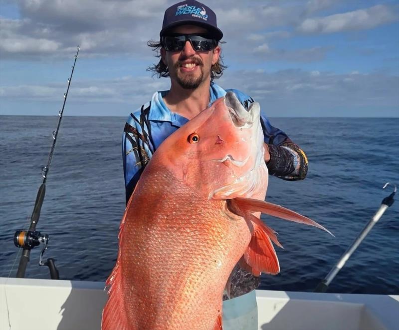 Chris Ross' red tipped the scales at over 12kg. Just one of several fish caught in a torrid session photo copyright Fisho's Tackle World Hervey Bay taken at  and featuring the Fishing boat class