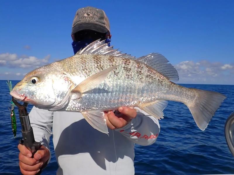Grunter are on the bite in the bay as well as the straits and our rivers. Jigs are just one way of catching them in deep water photo copyright Fisho's Tackle World Hervey Bay taken at  and featuring the Fishing boat class