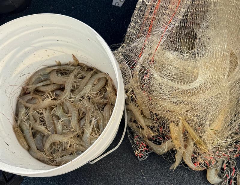 Keep a cast net in the boat this time of year. Small prawns are on the move already photo copyright Fisho's Tackle World Hervey Bay taken at  and featuring the Fishing boat class