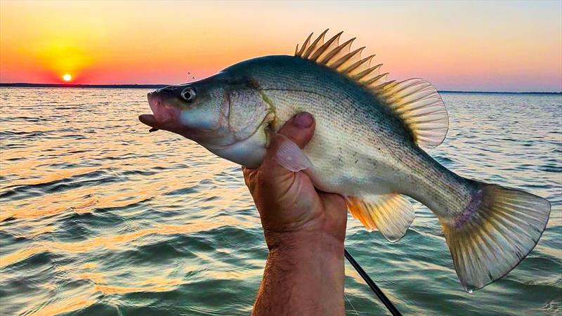 Yellowbelly photo copyright Trellys taken at  and featuring the Fishing boat class