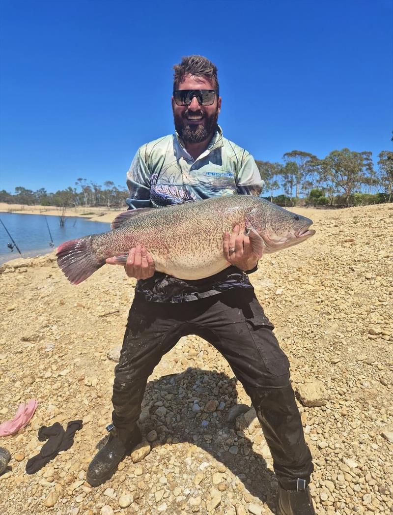 Murray cod - photo © Trellys