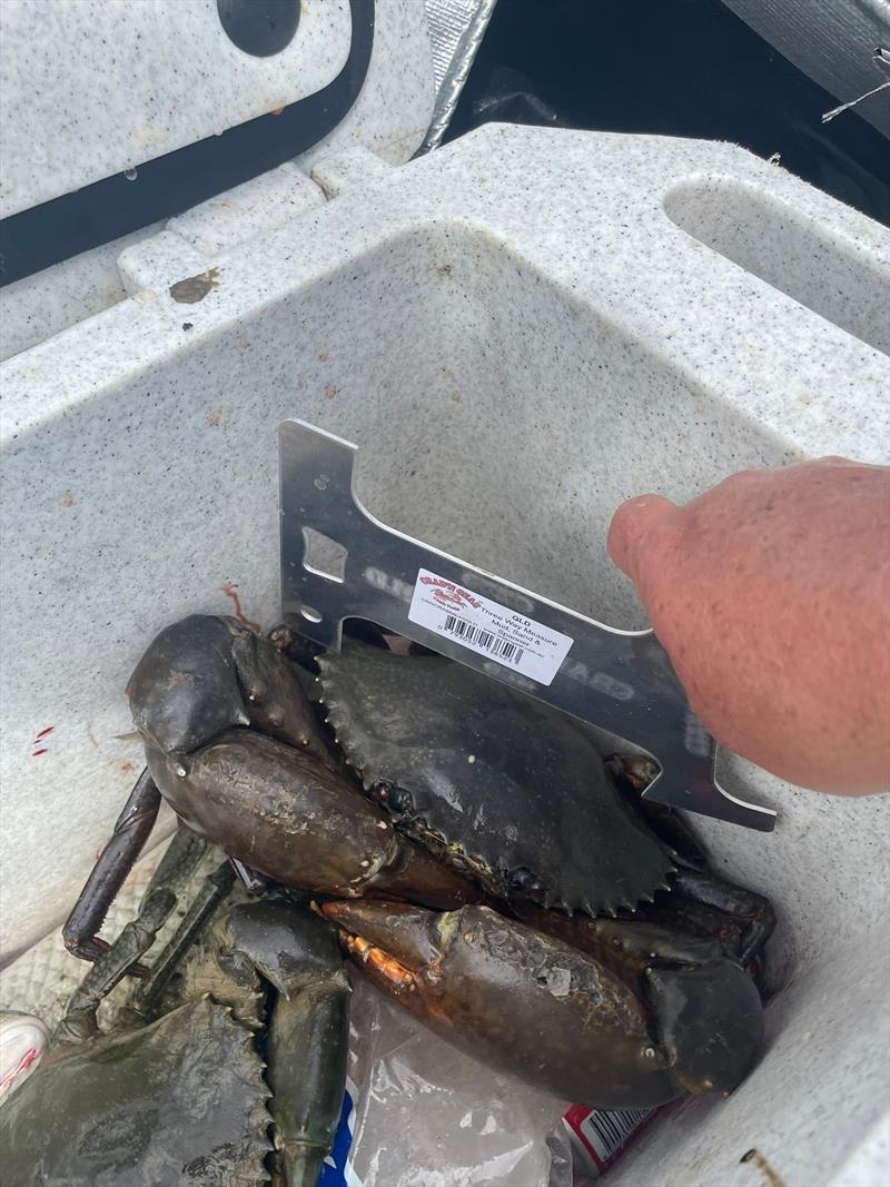 Mud crabs are already on the move, so expect a bonanza after this spell of wet weather - photo © Fisho's Tackle World Hervey Bay