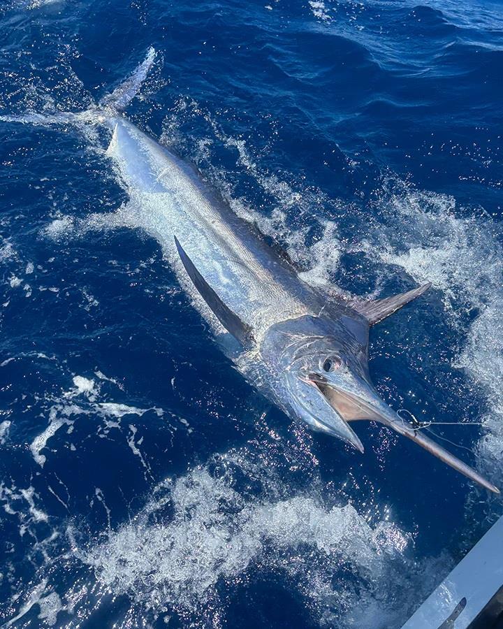 You need to be ready for anything when deep dropping. This marlin ate staff member Logan's pearl perch being retrieved from the depths - photo © Fisho's Tackle World Hervey Bay
