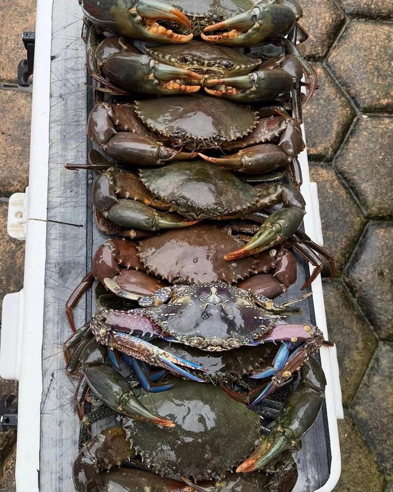 Ray Paranihi and his family are feasting on some of Qld's finest seafood this week. The rains have the muddies on the move, so go get some - photo © Fisho's Tackle World Hervey Bay
