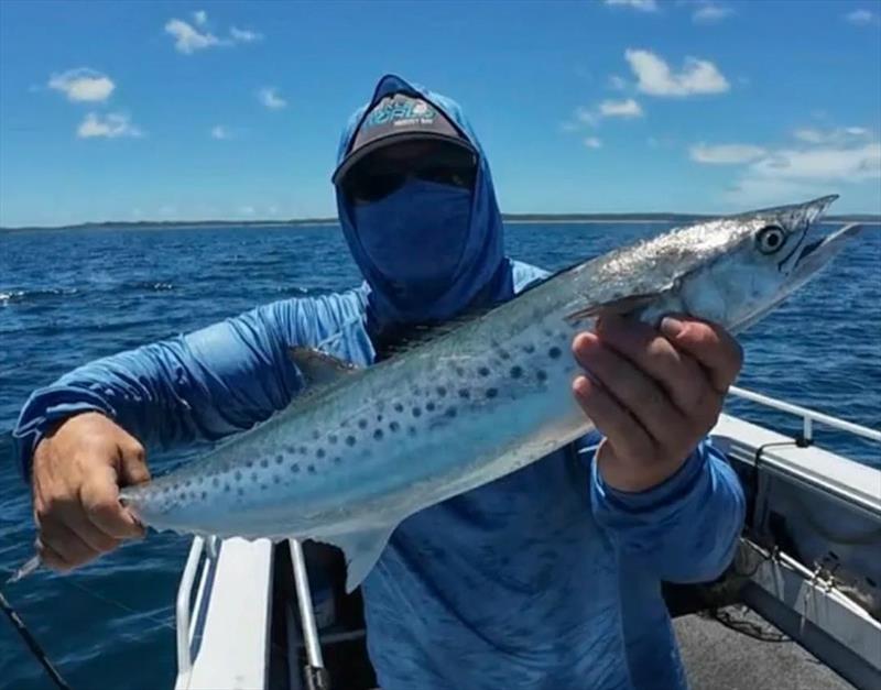 Spotties are making a late run in the bay. Tuna fishos like Stuart have been catching them in Platypus Bay this week - photo © Fisho's Tackle World Hervey Bay