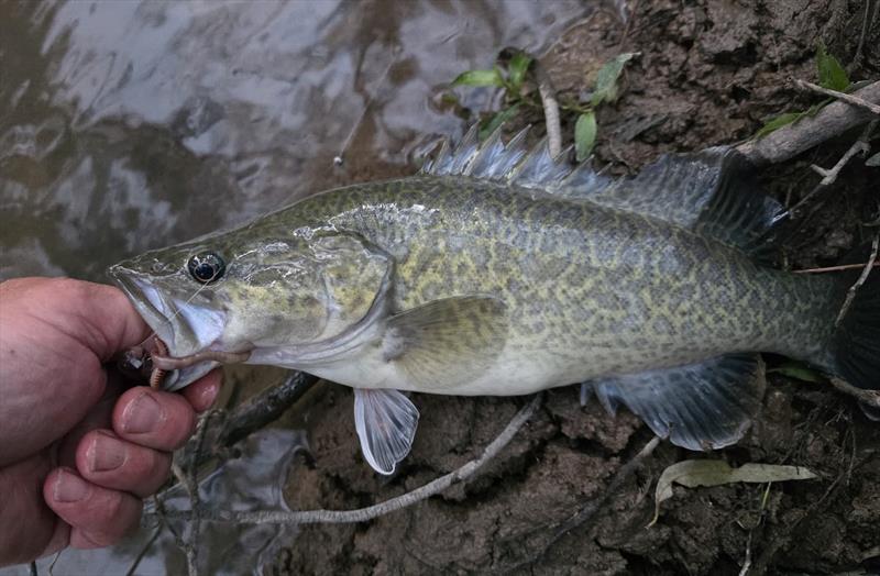 Trout cod photo copyright Trellys taken at  and featuring the Fishing boat class