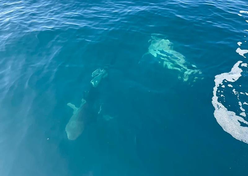 Expect to see a lot more of these brutes out in the clear waters of the bay. Sadly, the bulls still hang around under the fresh too photo copyright Fisho's Tackle World Hervey Bay taken at  and featuring the Fishing boat class
