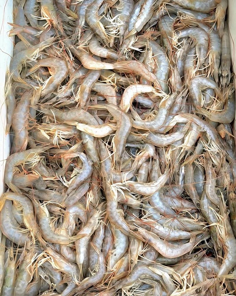 The prawns were already on the move prior to flooding, so expect an absolute bonanza incoming weeks and months photo copyright Fisho's Tackle World Hervey Bay taken at  and featuring the Fishing boat class
