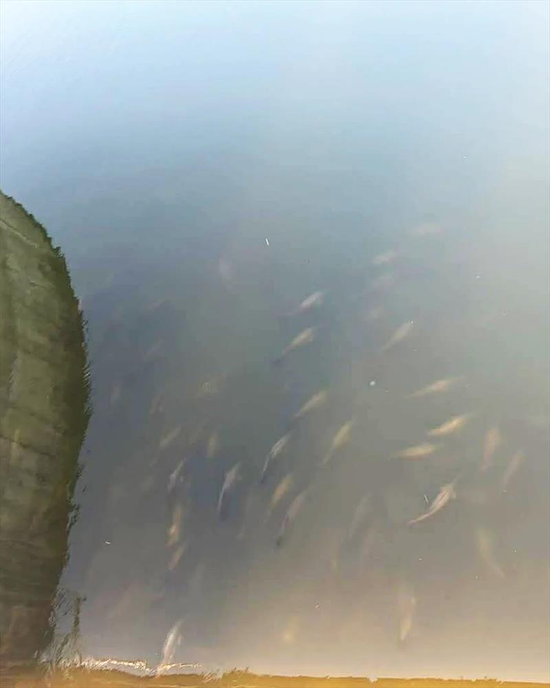 Mondy barra lined up at the wall to escape but the water height denied them. They are already scattering quite quickly - photo © Fisho's Tackle World Hervey Bay