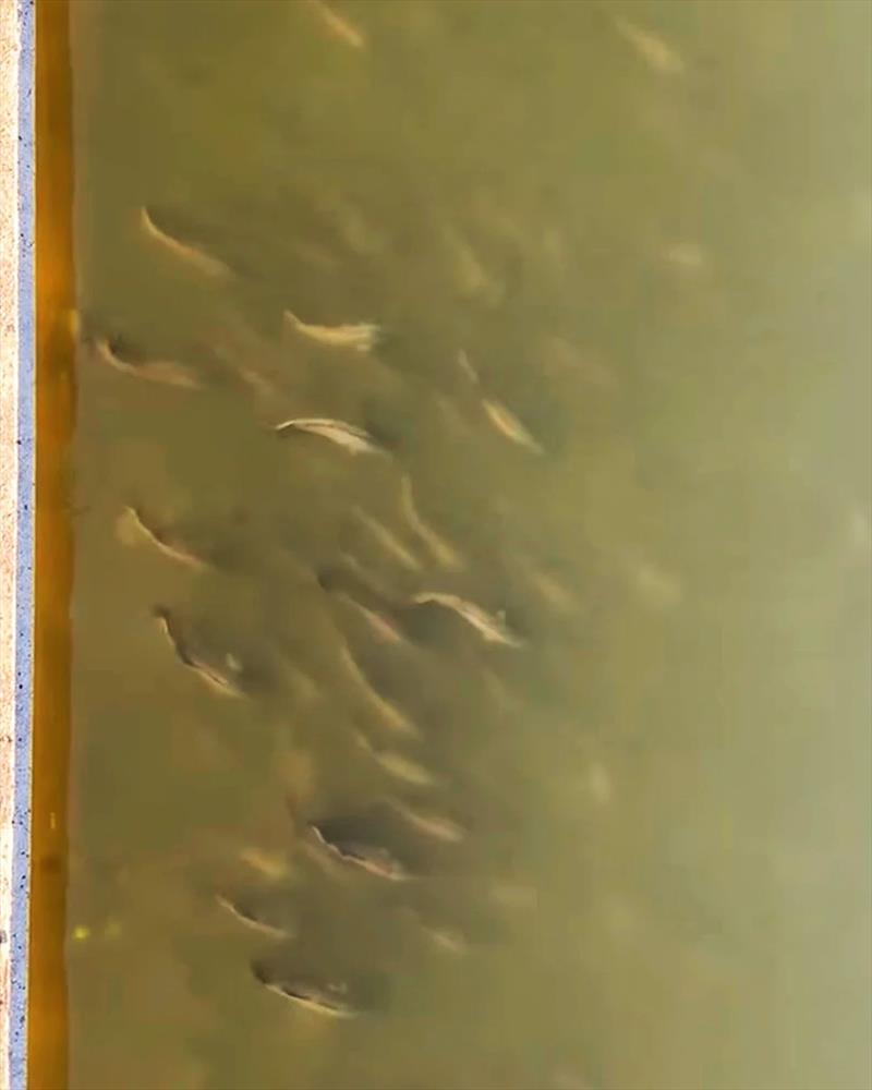 Photos of barra at the wall at Mondy have been scaring all the regulars and will draw a crowd this weekend no doubt photo copyright Fisho's Tackle World Hervey Bay taken at  and featuring the Fishing boat class