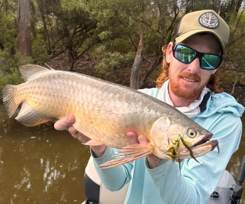 Chewy with a fly-caught saratoga from the latest Tag-A-Toga comp at Lake Boondooma, fishing alongside fellow fly-fishing fanatic, Josh photo copyright Fisho's Tackle World Hervey Bay taken at  and featuring the Fishing boat class
