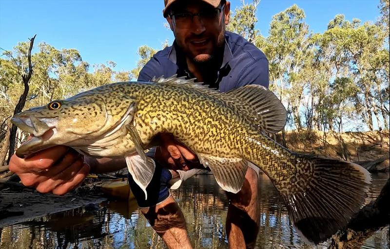 Murray cod photo copyright Trellys taken at  and featuring the Fishing boat class