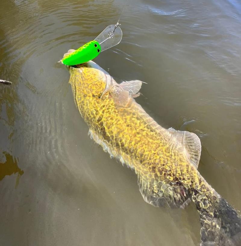 Trelly's Weekly Fishing Report - April 3, 2026 - photo © Trelly's