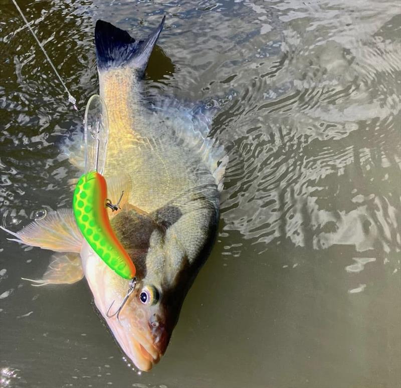 Trelly's Weekly Fishing Report - April 3, 2026 - photo © Trelly's