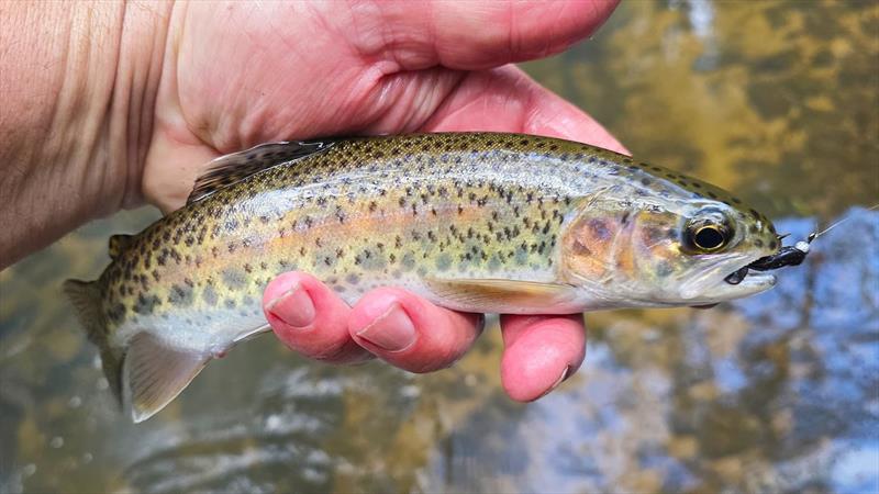 Trout  - photo © Trellys