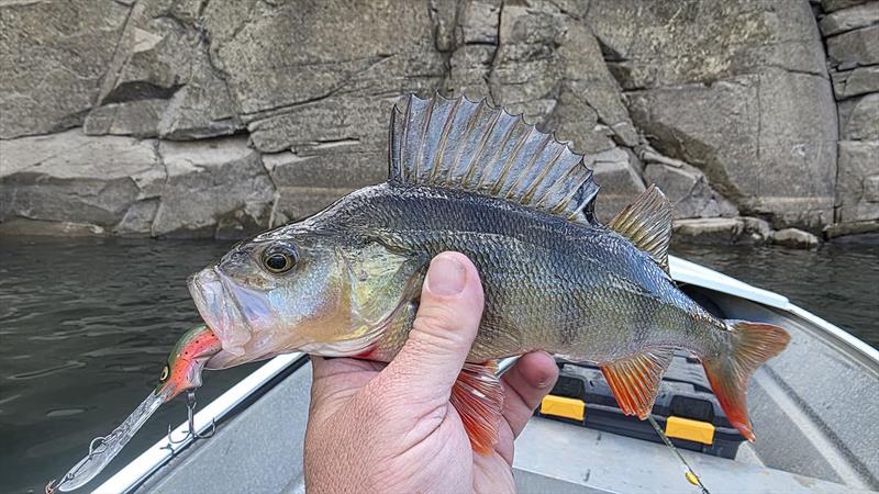 Redfin - photo © Trellys