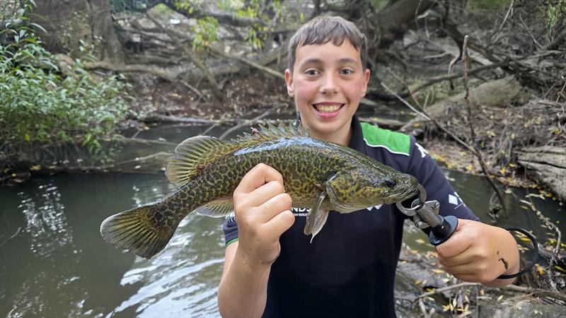 Murray cod - photo © Trellys